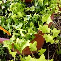 Hedera helix 'Buttercup'